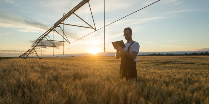 Serious,Young,Caucasian,Farmer,Or,Agronomist,Standing,In,Ripe,Wheat