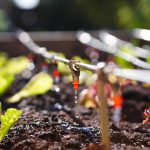 Photo,Shows,Irrigation,System,In,Raised,Garden,Bed