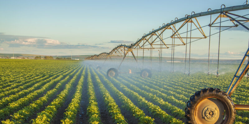 Potato,Field,Irrigated,By,A,Pivot,Sprinkler,System