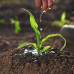 The,Farmer,Works,In,The,Irrigation,Corn,Passionate,About,Agriculture.