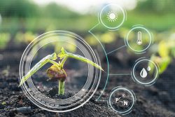Smart,Farming,With,Iot,growing,Corn,Seedling,With,Infographics.,Smart,Farming