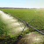 Aerial,View,Pivot,At,Work,In,Potato,Field,,Watering,Crop