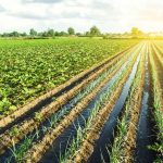 Water,Flows,Through,Irrigation,Canals,On,A,Farm,Leek,Onion