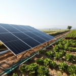 A,Lettuce,Field,Irrigated,With,Solar,Energy,In,Turkey.,A